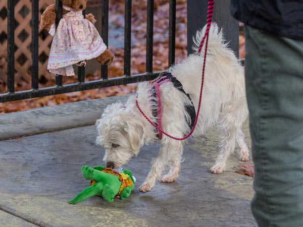 canine nosework photo
