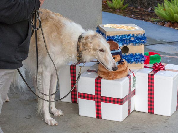 dog doing canine nosework